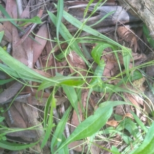 Brachyscome graminea at Glenbog State Forest - 24 Feb 2024