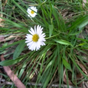 Brachyscome graminea at Glenbog State Forest - 24 Feb 2024