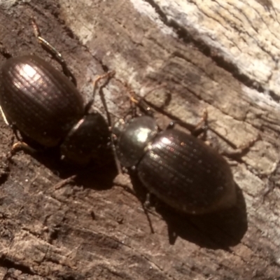 Adeliini sp. (tribe) at Glenbog State Forest - 24 Feb 2024 by mahargiani