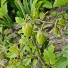 Solanum lycopersicum (Tomato) at Wairo Beach and Dolphin Point - 24 Feb 2024 by trevorpreston