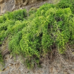 Asparagus aethiopicus (Ground Asparagus) at Wairo Beach and Dolphin Point - 24 Feb 2024 by trevorpreston