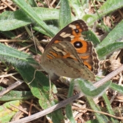 Junonia villida at Upper Stranger Pond - 24 Feb 2024 12:44 PM