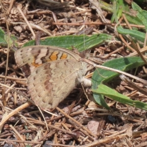 Junonia villida at Upper Stranger Pond - 24 Feb 2024 12:44 PM