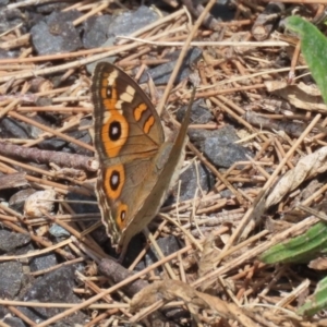 Junonia villida at Upper Stranger Pond - 24 Feb 2024 12:44 PM