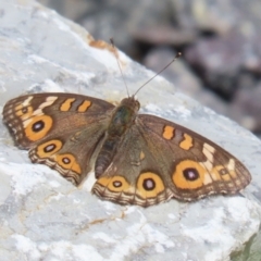 Junonia villida at Upper Stranger Pond - 24 Feb 2024 12:44 PM