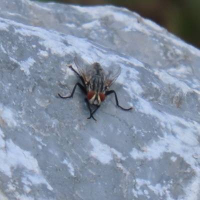 Sarcophagidae sp. (family) (Unidentified flesh fly) at Isabella Plains, ACT - 24 Feb 2024 by RodDeb