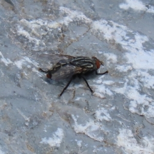 Sarcophagidae sp. (family) at Upper Stranger Pond - 24 Feb 2024