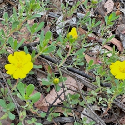 Hibbertia obtusifolia (Grey Guinea-flower) at Tharwa, ACT - 24 Feb 2024 by KMcCue