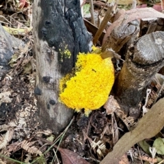 Myxomycete-plasmodium(class) (A slime mould) at Tharwa, ACT - 23 Feb 2024 by KMcCue