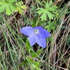 Wahlenbergia sp. (Bluebell) at Namadgi National Park - 23 Feb 2024 by KMcCue