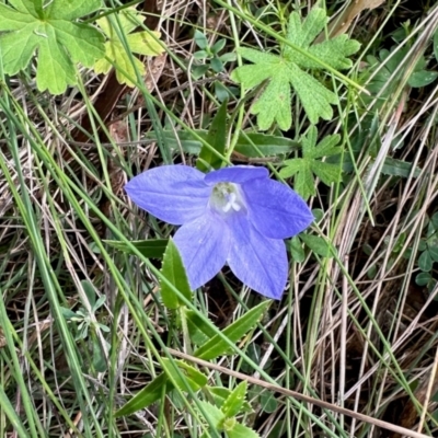 Wahlenbergia sp. (Bluebell) at Namadgi National Park - 23 Feb 2024 by KMcCue