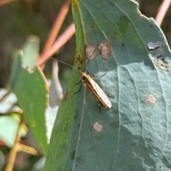 Chorista australis (Autumn scorpion fly) at Tharwa, ACT - 23 Feb 2024 by KMcCue