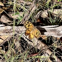 Geitoneura klugii (Marbled Xenica) at Namadgi National Park - 23 Feb 2024 by KMcCue