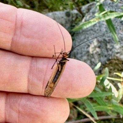 Chorista australis (Autumn scorpion fly) at Tharwa, ACT - 23 Feb 2024 by KMcCue