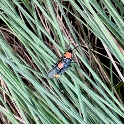 Chauliognathus tricolor (Tricolor soldier beetle) at Tharwa, ACT - 23 Feb 2024 by KMcCue