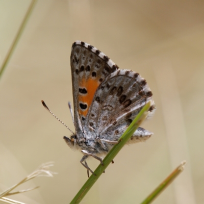 Lucia limbaria (Chequered Copper) at Strathnairn, ACT - 24 Feb 2024 by RomanSoroka