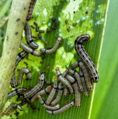 Spodoptera picta (Lily Caterpillar) at Murramarang National Park - 20 Feb 2024 by Pirom