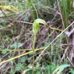 Diplodium decurvum (Summer greenhood) at Tennent, ACT - 20 Jan 2024 by dgb900