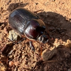 Dynastinae (subfamily) at Mount Ainslie - 24 Feb 2024