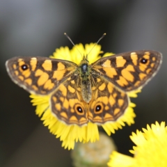 Oreixenica lathoniella (Silver Xenica) at Cotter River, ACT - 24 Feb 2024 by JimL