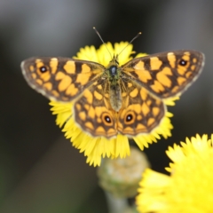 Oreixenica lathoniella at Namadgi National Park - 24 Feb 2024