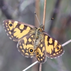 Oreixenica lathoniella at Namadgi National Park - 24 Feb 2024