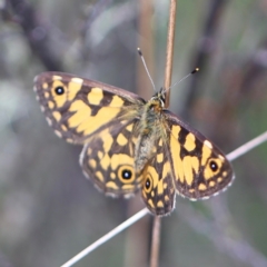 Oreixenica lathoniella at Namadgi National Park - 24 Feb 2024