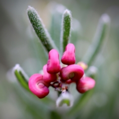 Grevillea lanigera (Woolly Grevillea) at Namadgi National Park - 24 Feb 2024 by JimL