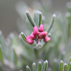 Grevillea lanigera at Namadgi National Park - 24 Feb 2024 01:05 PM