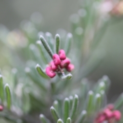 Grevillea lanigera at Namadgi National Park - 24 Feb 2024 01:05 PM