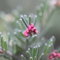 Grevillea lanigera at Namadgi National Park - 24 Feb 2024 01:05 PM