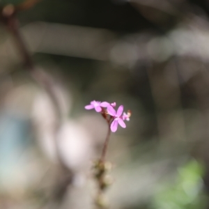 Stylidium armeria subsp. armeria at Namadgi National Park - 24 Feb 2024 01:43 PM