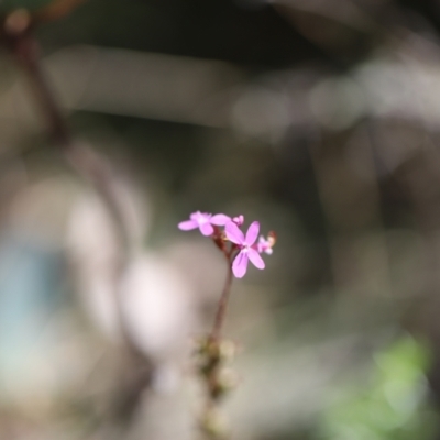 Stylidium armeria subsp. armeria (Trigger Plant) at Cotter River, ACT - 24 Feb 2024 by JimL