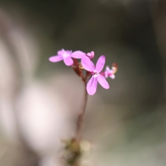 Stylidium armeria subsp. armeria at Namadgi National Park - 24 Feb 2024 01:43 PM