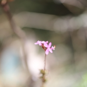 Stylidium armeria subsp. armeria at Namadgi National Park - 24 Feb 2024 01:43 PM