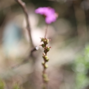 Stylidium armeria subsp. armeria at Namadgi National Park - 24 Feb 2024 01:43 PM