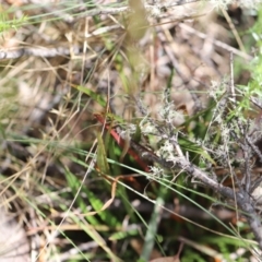 Stylidium armeria subsp. armeria at Namadgi National Park - 24 Feb 2024 01:43 PM