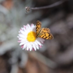 Oreixenica lathoniella at Namadgi National Park - 24 Feb 2024