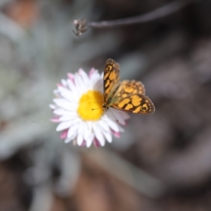 Oreixenica lathoniella at Namadgi National Park - 24 Feb 2024