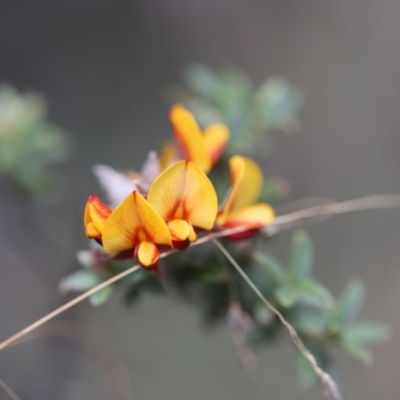 Oxylobium ellipticum (Common Shaggy Pea) at Bimberi Nature Reserve - 24 Feb 2024 by JimL