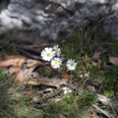 Brachyscome aculeata (Hill Daisy) at Brindabella, ACT - 24 Feb 2024 by JimL