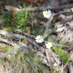 Brachyscome aculeata at Bimberi Nature Reserve - 24 Feb 2024