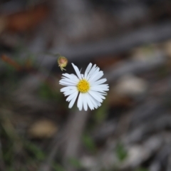 Brachyscome aculeata at Bimberi Nature Reserve - 24 Feb 2024