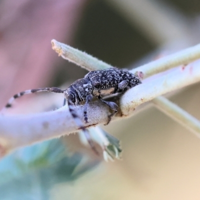 Ancita marginicollis (A longhorn beetle) at Yackandandah, VIC - 23 Feb 2024 by KylieWaldon