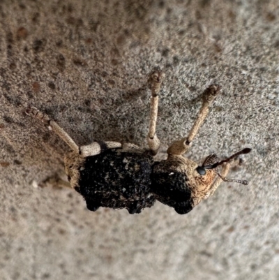 Aades cultratus (Weevil) at Murramarang National Park - 20 Feb 2024 by Pirom