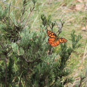 Heteronympha penelope at Namadgi National Park - 24 Feb 2024