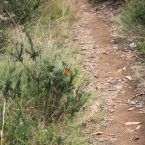 Heteronympha penelope at Namadgi National Park - 24 Feb 2024