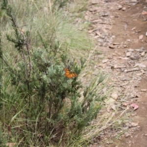 Heteronympha penelope at Namadgi National Park - 24 Feb 2024