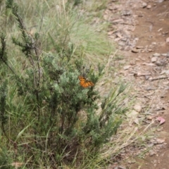 Heteronympha penelope at Namadgi National Park - 24 Feb 2024