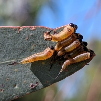 Lophyrotoma interrupta (Cattle Poisoning Sawfly) at Kambah, ACT - 23 Feb 2024 by HelenCross